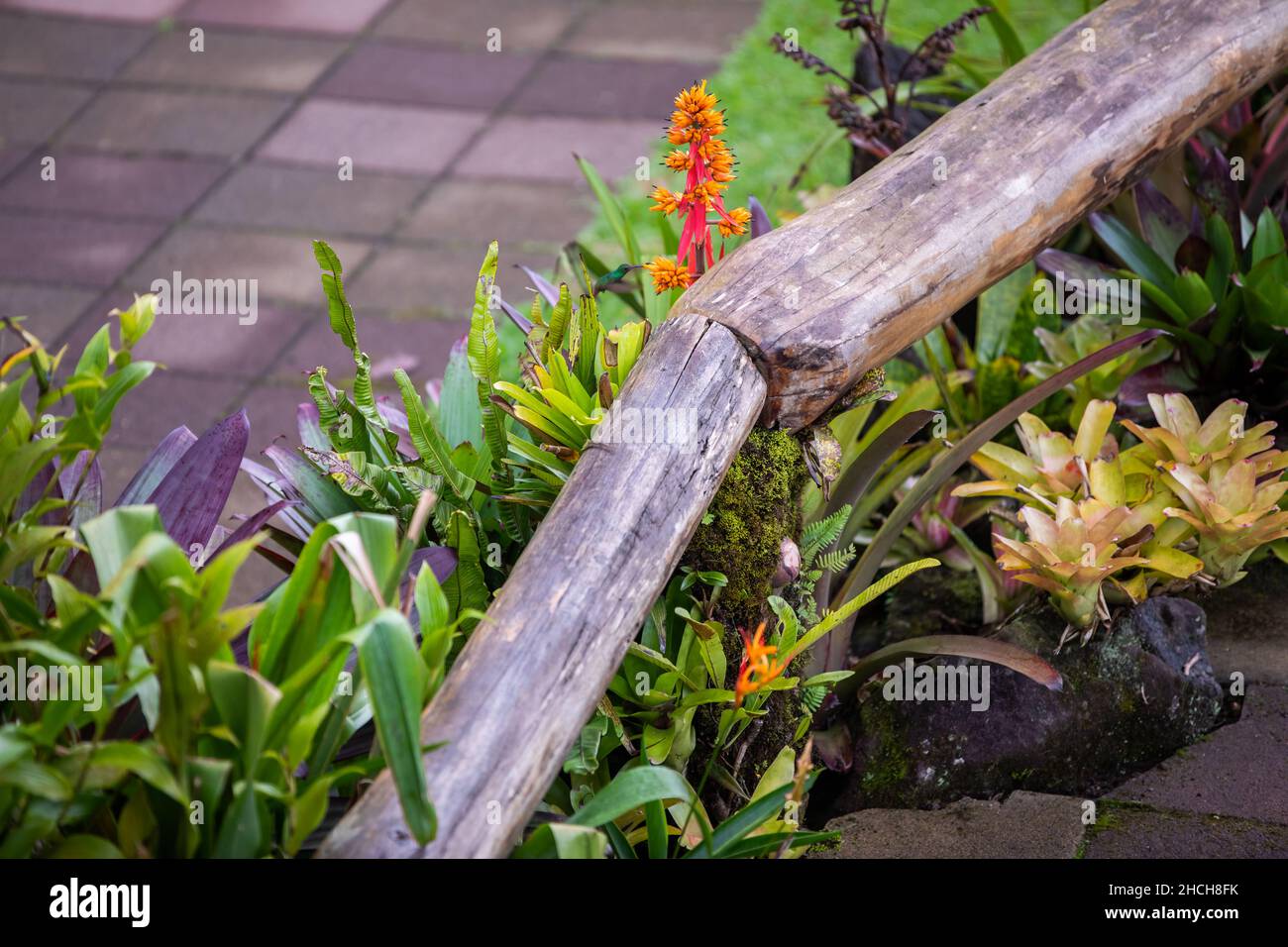 The rufous-tailed (Amazilia tzacatl) medium-sized hummingbird feeding on a red torch ginger flowers (Etlingera elatior) in the Arenal region, Costa Ri Stock Photo