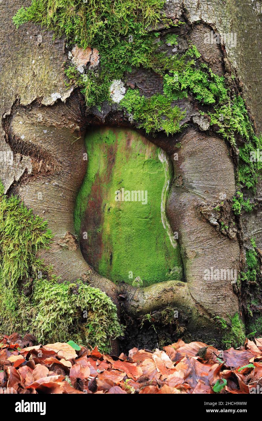 Beech, bark growth, forest, beech family (Fagaceae), Goeggingen, Krauchenwies, Upper Danube nature Park, Baden-Wuerttemberg, Germany Stock Photo