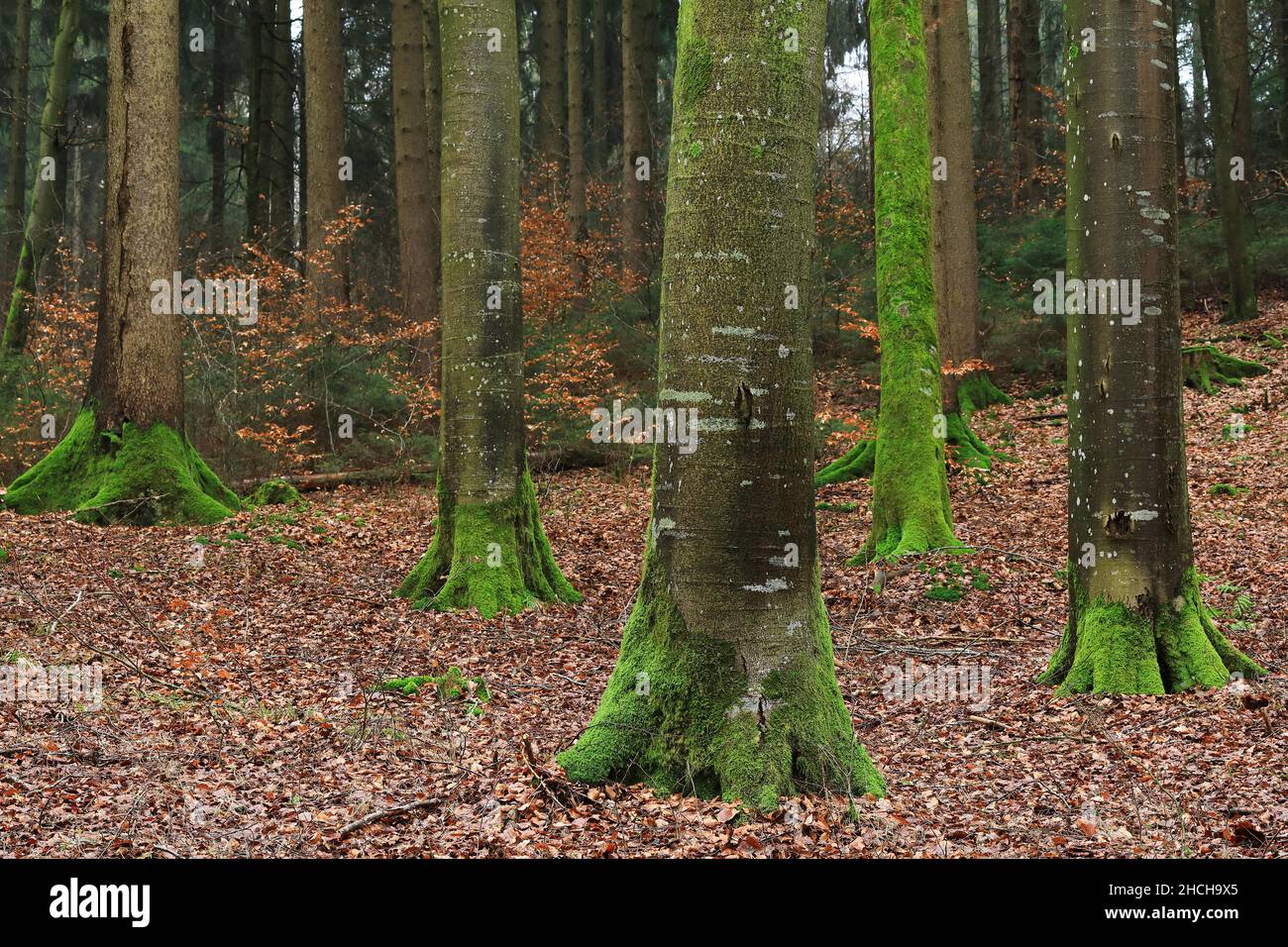 Beech (Fagus) forest, Beech family (Fagaceae), Goeggingen, Krauchenwies, Upper Danube nature Park, Baden-Wuerttemberg, Germany Stock Photo