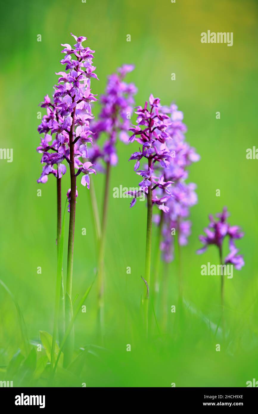 Military orchid (Orchidaceae) (Orchis Militaris), orchid, Fridingen, Upper Danube nature Park, Baden-Wuerttemberg, Germany Stock Photo