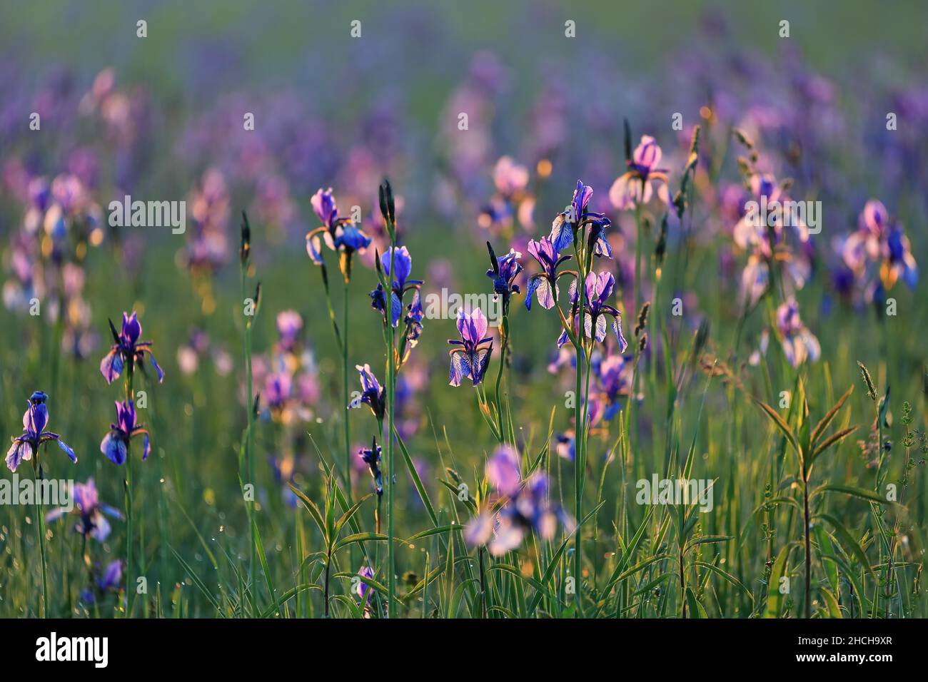 Siberian iris (Iris sibirica), iris family (Iridaceae), wet meadow, Eriskircher Ried, Lake Constance, Baden-Wuerttemberg, Germany Stock Photo