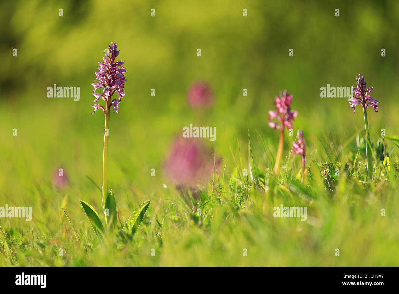 Group of military orchid (Orchidaceae) (Orchis militaris), orchid, semi-arid grassland, Immendingen, Upper Danube nature Park, Baden-Wuerttemberg Stock Photo