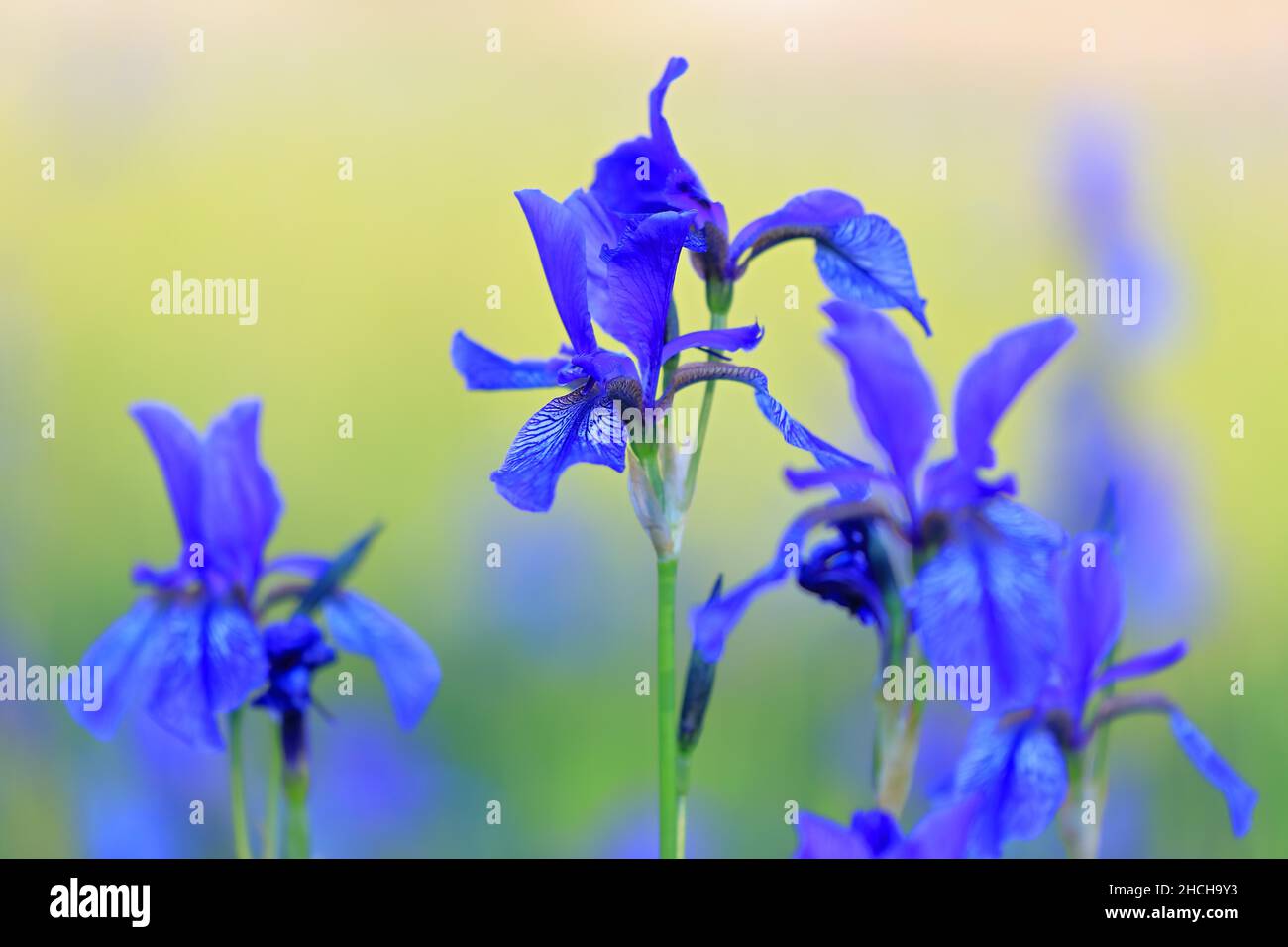 Siberian iris (Iris sibirica), iris family (Iridaceae), wet meadow, Eriskircher Ried, Lake Constance, Baden-Wuerttemberg, Germany Stock Photo