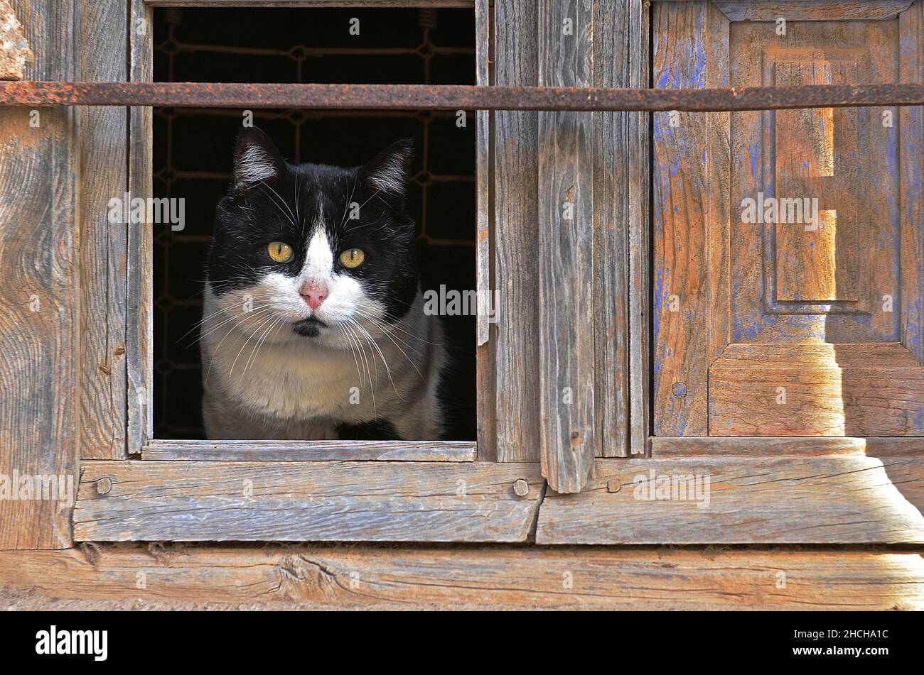 Black and white cat looking out of glassless window Stock Photo - Alamy
