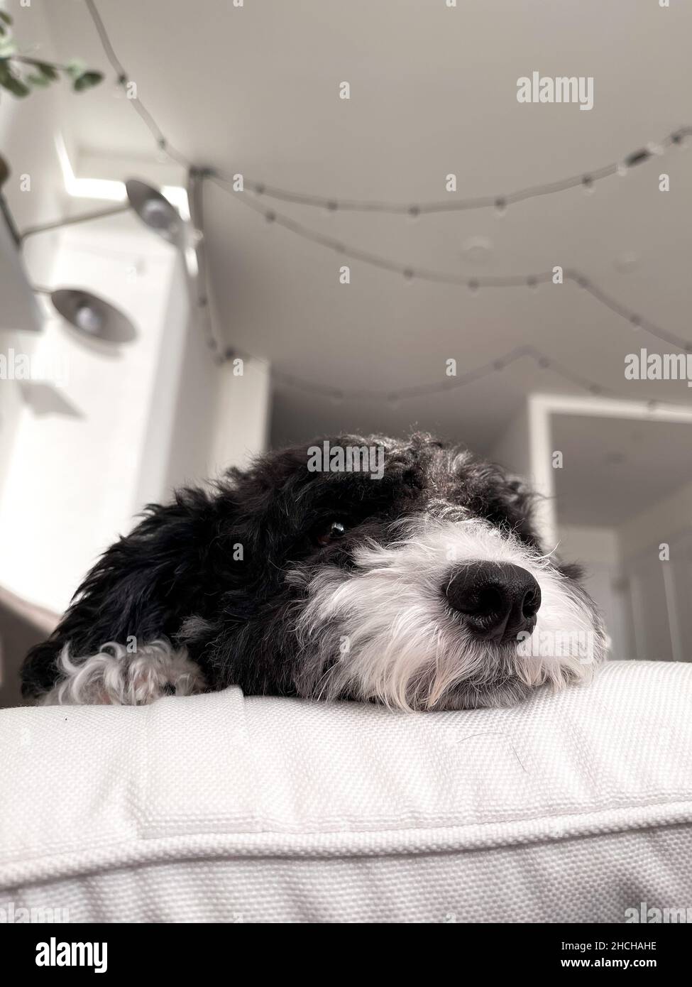 Vertical shot of an adorable Bernedoodle lying on a bed in the house