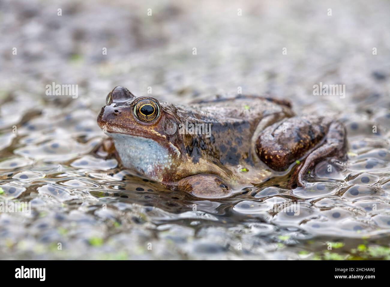 Common Frog; Rana temporaria; With Frog Spawn; UK Stock Photo