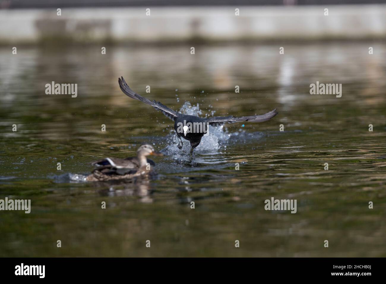 Coot; Fulica atra; Chasing Mallard Duck; UK Stock Photo