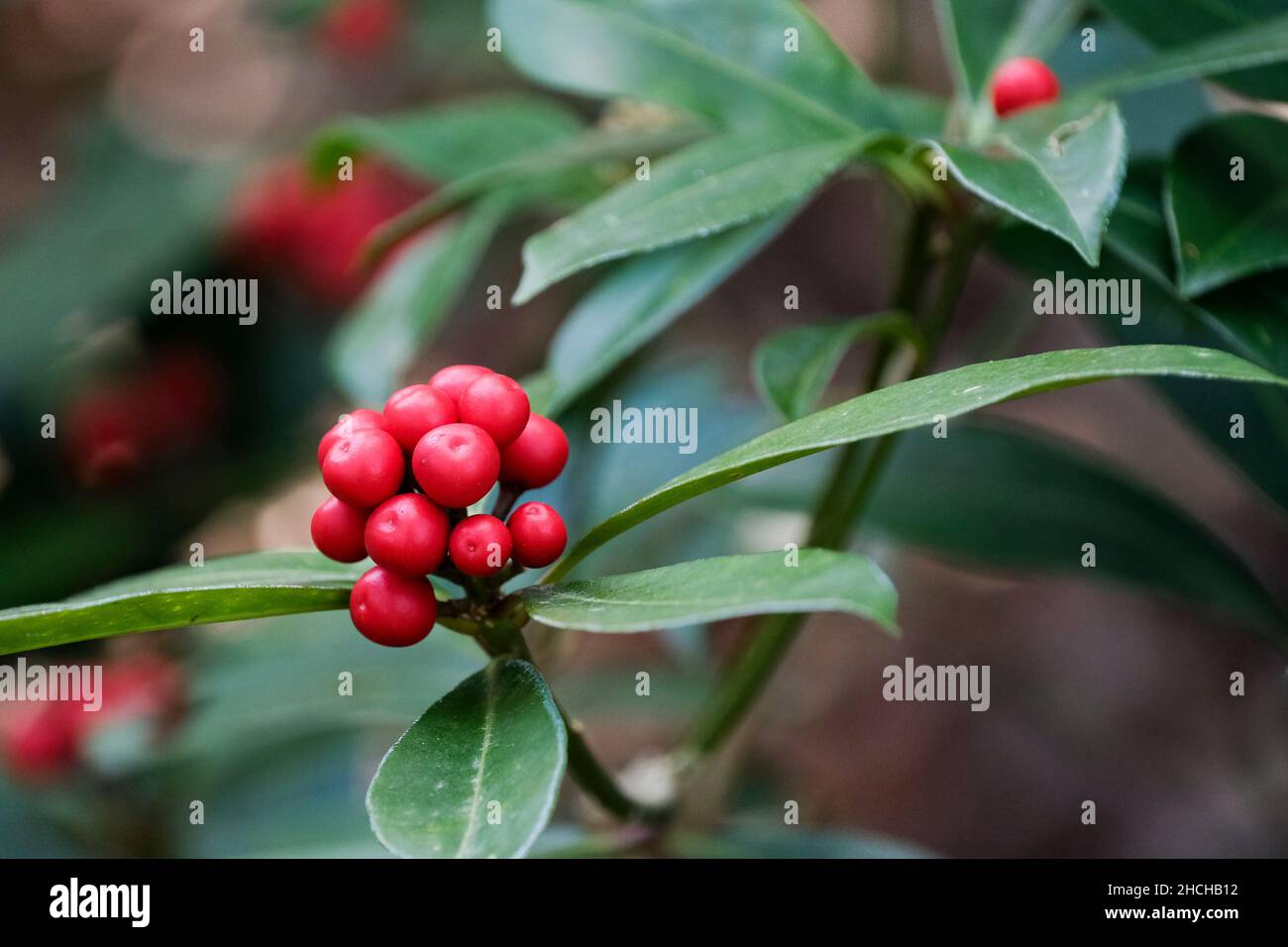 Skimmia japonica subsp. reevesiana (hermaphrodite). Japanese skimmia. Hermaphroditic plant, no other plant needed to produce berriesproduce berries Stock Photo