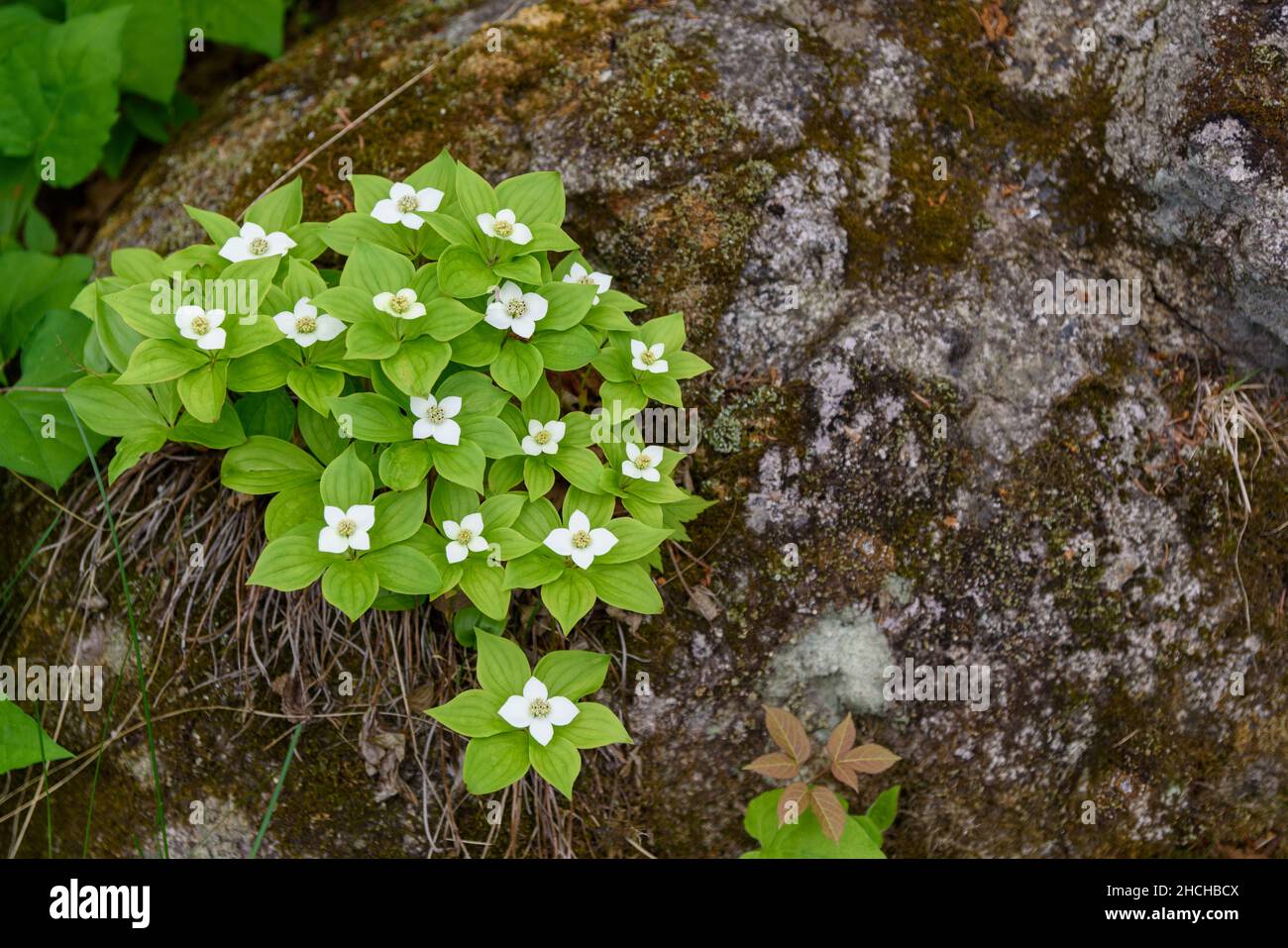 Small white flowers growing Stock Photo