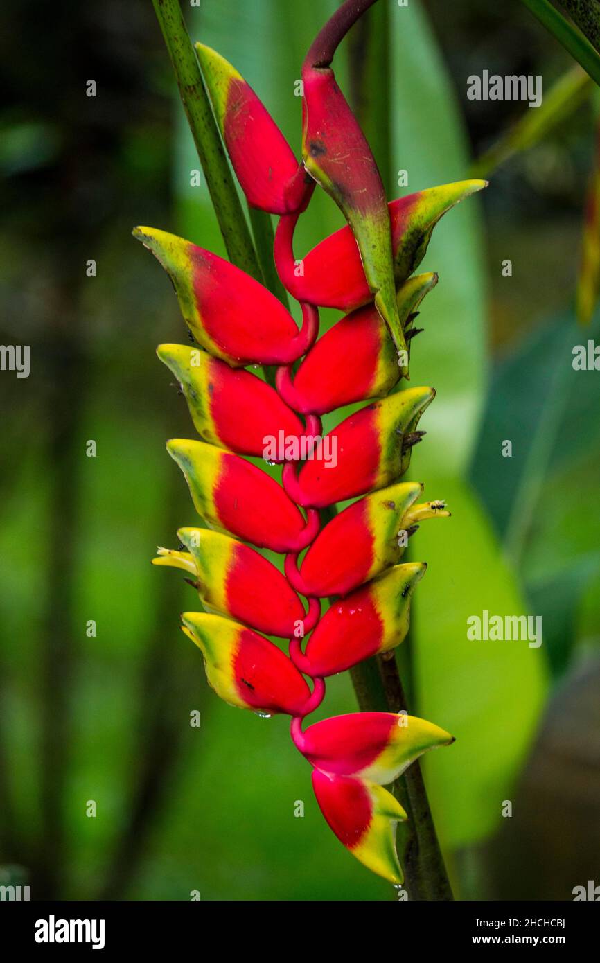 False bird-of-paradise (Heliconia), red Bec-d'oiseau flower, tropical plants tropical Phuket, Thailand Stock Photo