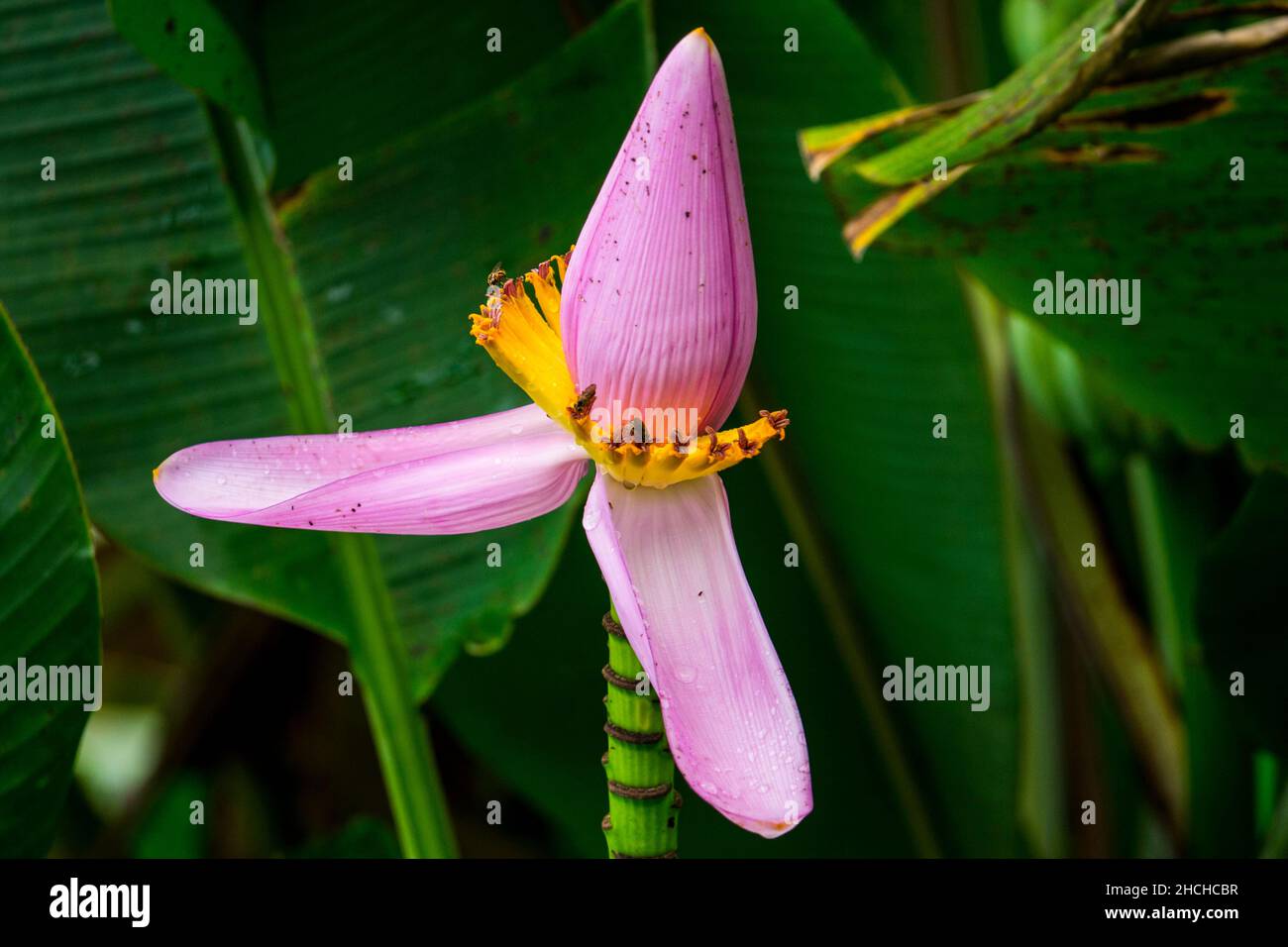 Banana blossom, tropical plants tropical Phuket, Thailand Stock Photo