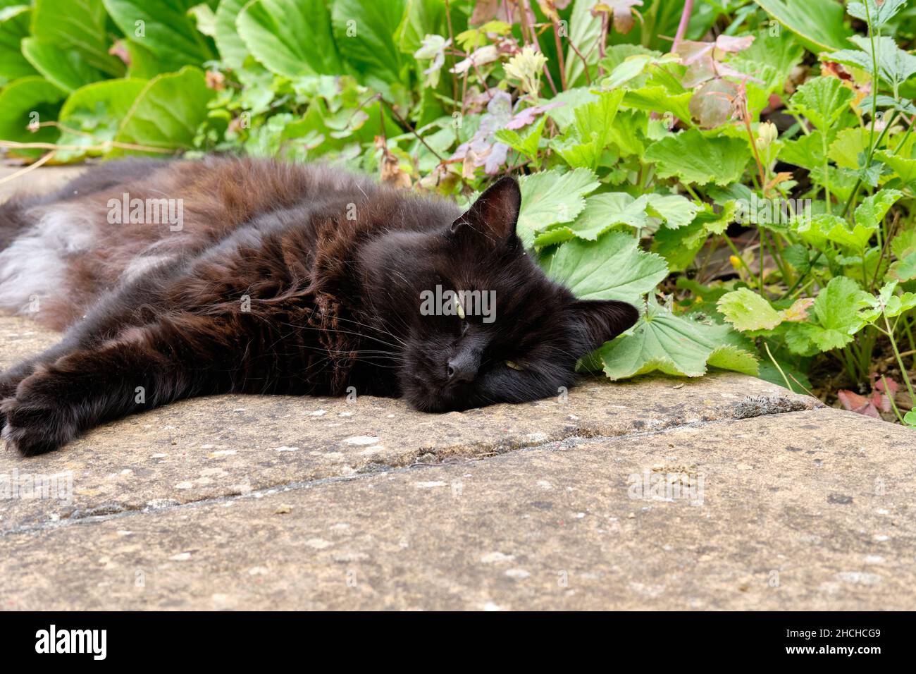 A Black and Brown Domestic Cat, Felis catus, Relaxing on a Wall in a Garden during the Summer. Stock Photo
