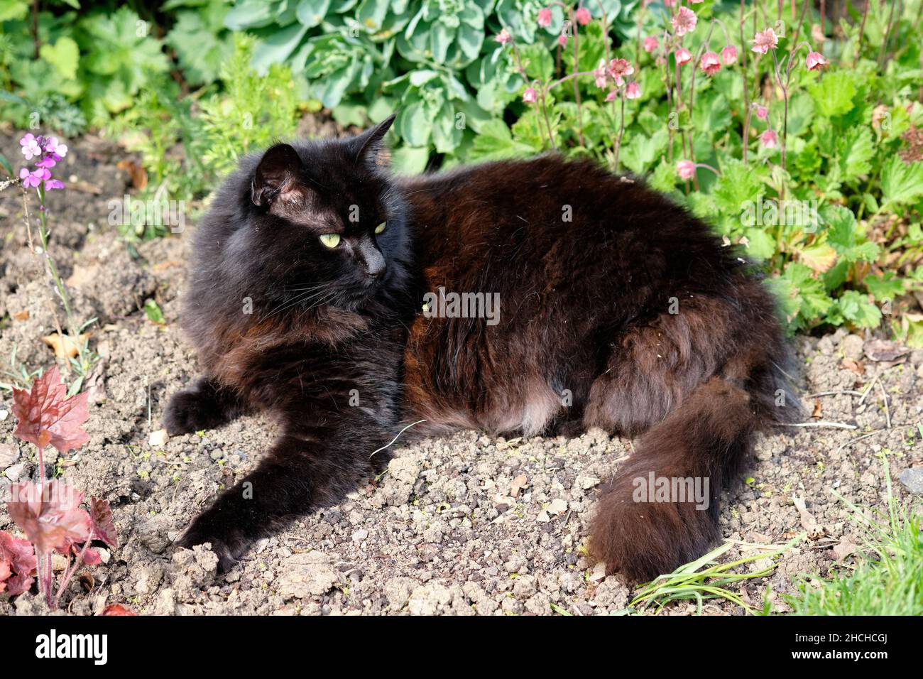 A Black and Brown Domestic Cat, Felis catus, Relaxing in a Garden Flowerbed during the Summer. Stock Photo
