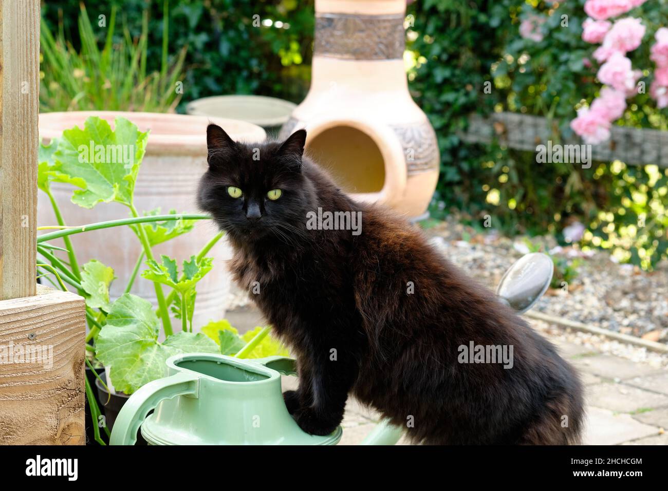A Black and Brown Domestic Cat, Felis catus, Standing on a Watering Can in a Garden during the Summer. Stock Photo