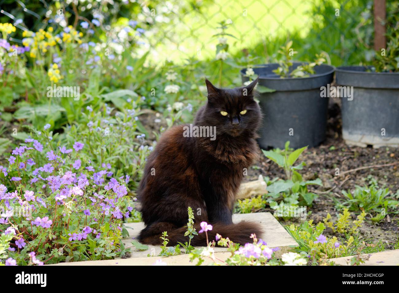 A Black and Brown Domestic Cat, Felis catus, Sitting in the Shade in a Garden Flowerbed during the Summer. Stock Photo