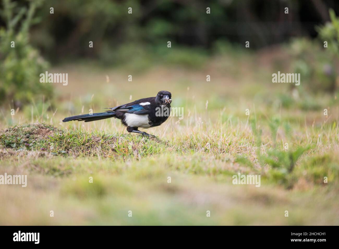Magpie; Pica pica; Collecting Winged Ants; UK Stock Photo