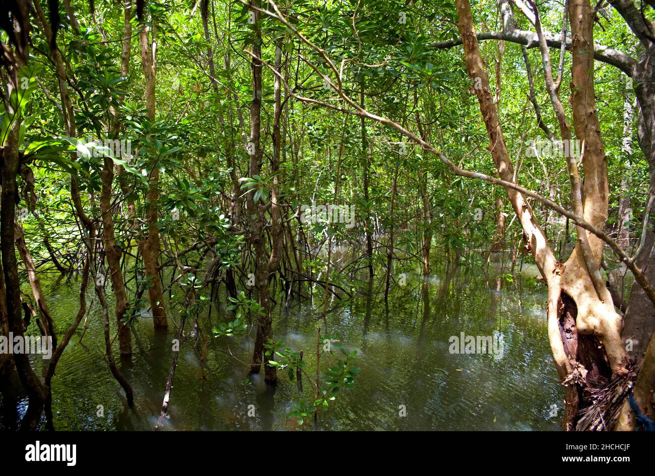 by longtail boat through the mangrove coast at Ao Luk Mangrove coast, Ao Luk, Ao Luk, Krabi, Thailand Stock Photo