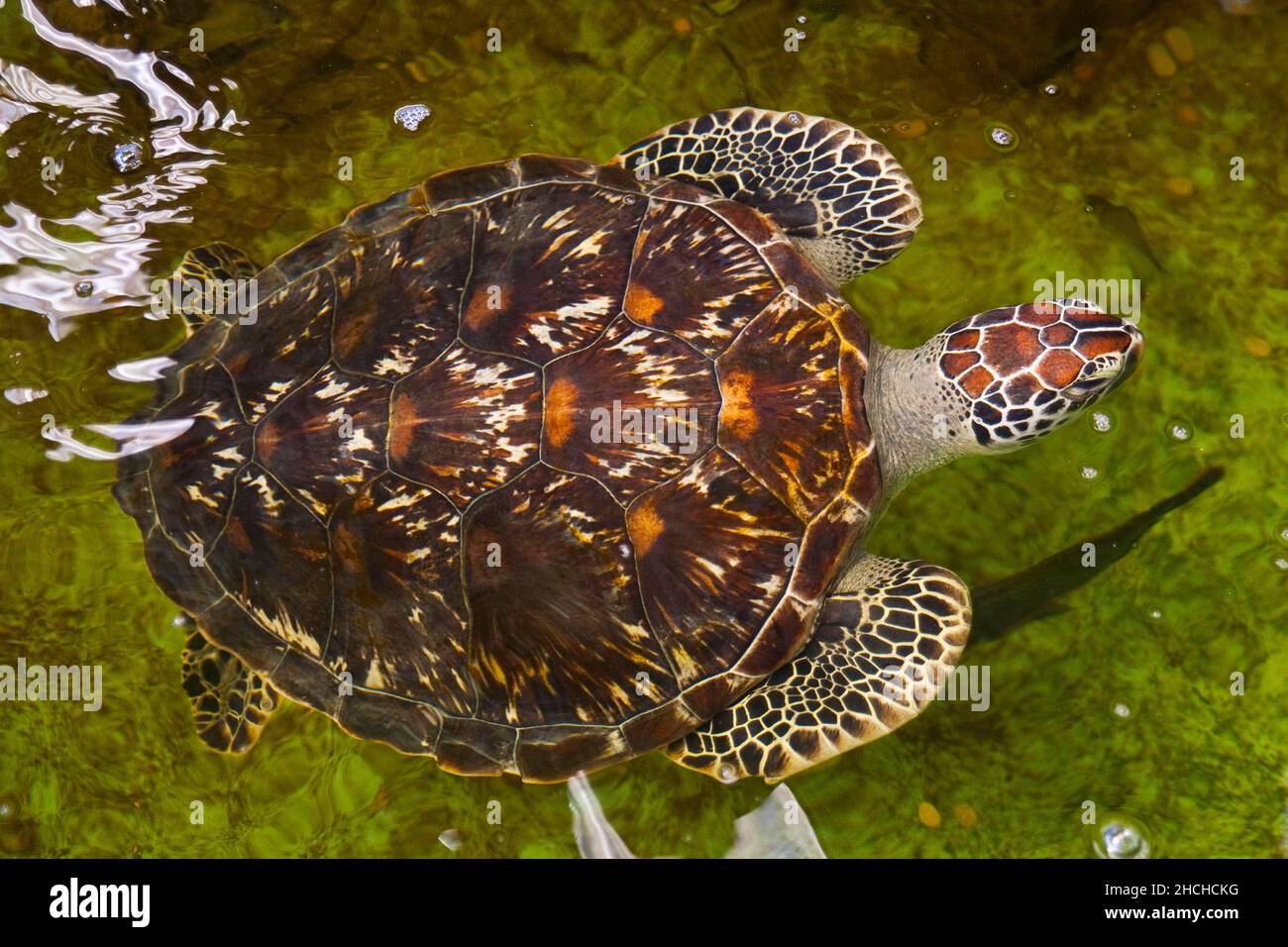 Aquaculture fishing aquafarming farming hi-res stock photography and ...