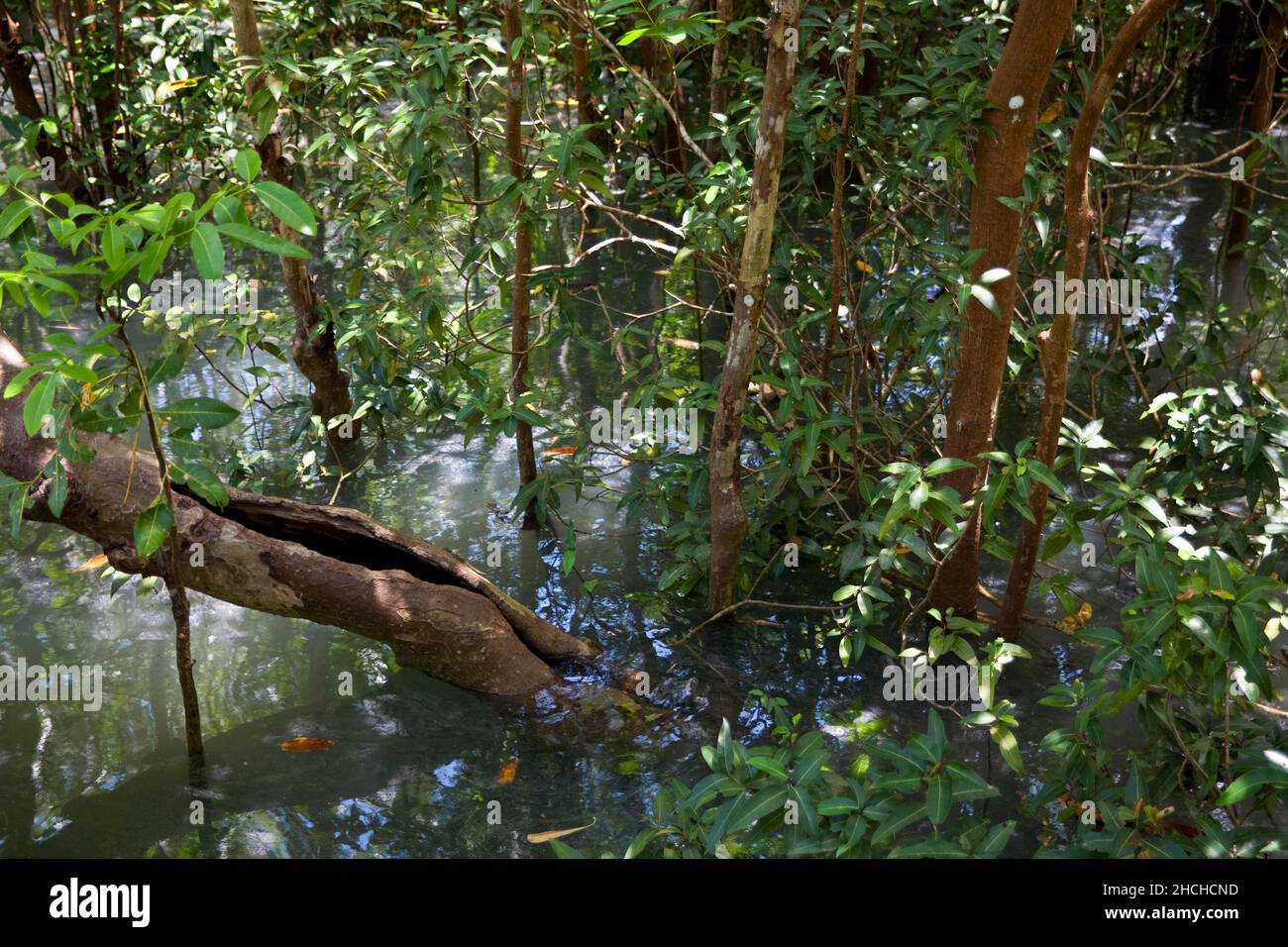 Mangrove trail in Tha Pom Khlong Song Nam nature park/ Mangrove trail in Tha Pom Khlong Song Nam national park, Krabi, Krabi, Thailand Stock Photo