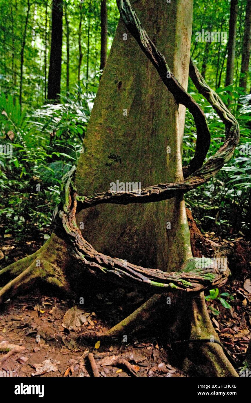 Trees in the jungle trees in jungle, Khao Sok, Thailand Stock Photo Alamy