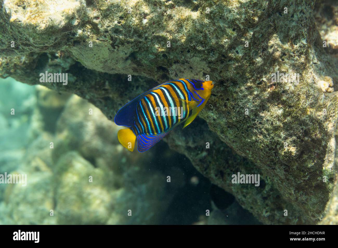 Regal Angelfish; Pygoplites diacanthus; Maldives Stock Photo