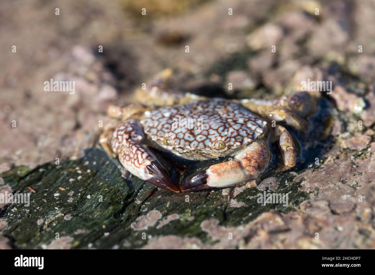 Risso's Crab; Xantho pilipes; UK Stock Photo