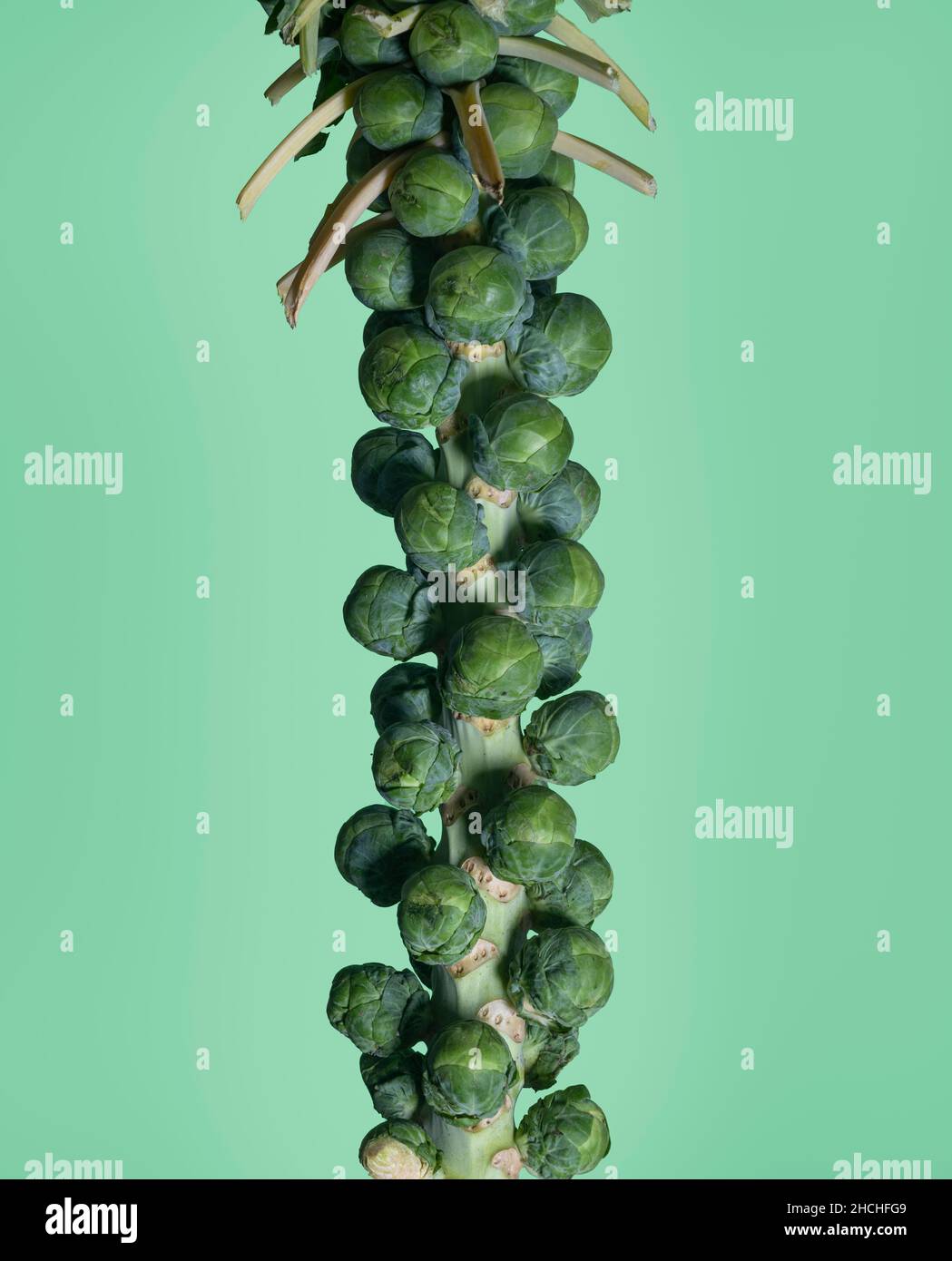 Brussel Sprouts On Stem Hi-res Stock Photography And Images - Alamy