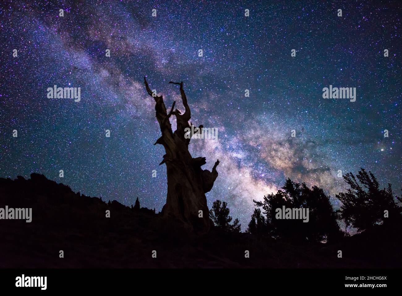 Silhouette of trees under a beautiful starry sky Stock Photo - Alamy