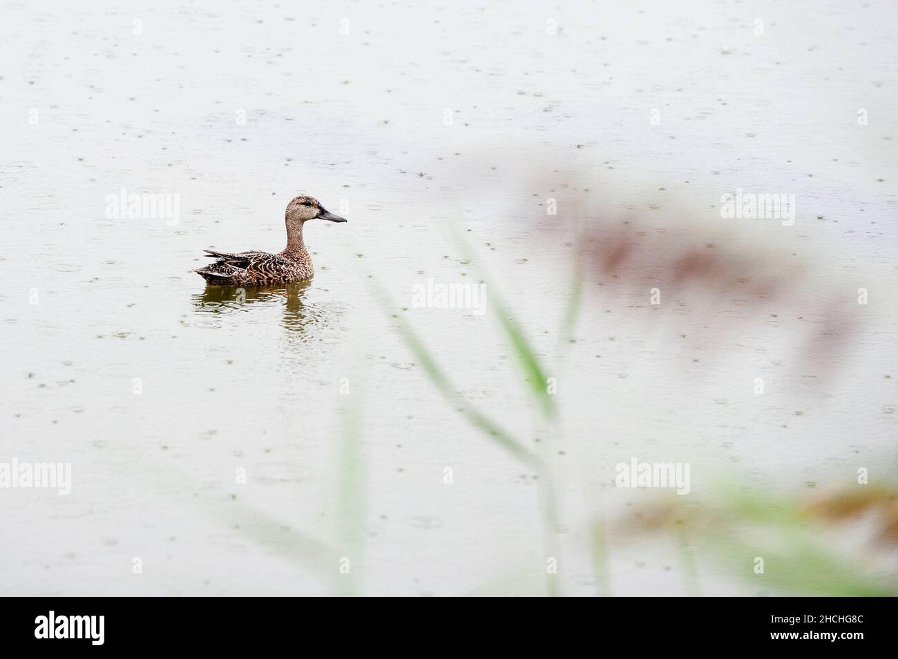 High key image of female blue-winged teal on a rainy day Stock Photo