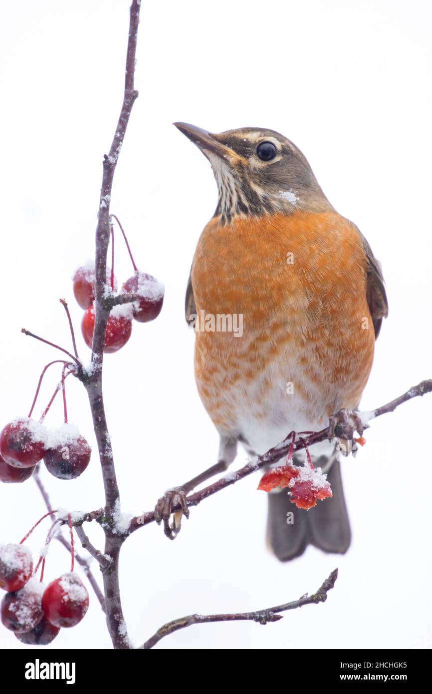 American robin (Turdus migratorius), Keizer, Marion County, Oregon Stock Photo