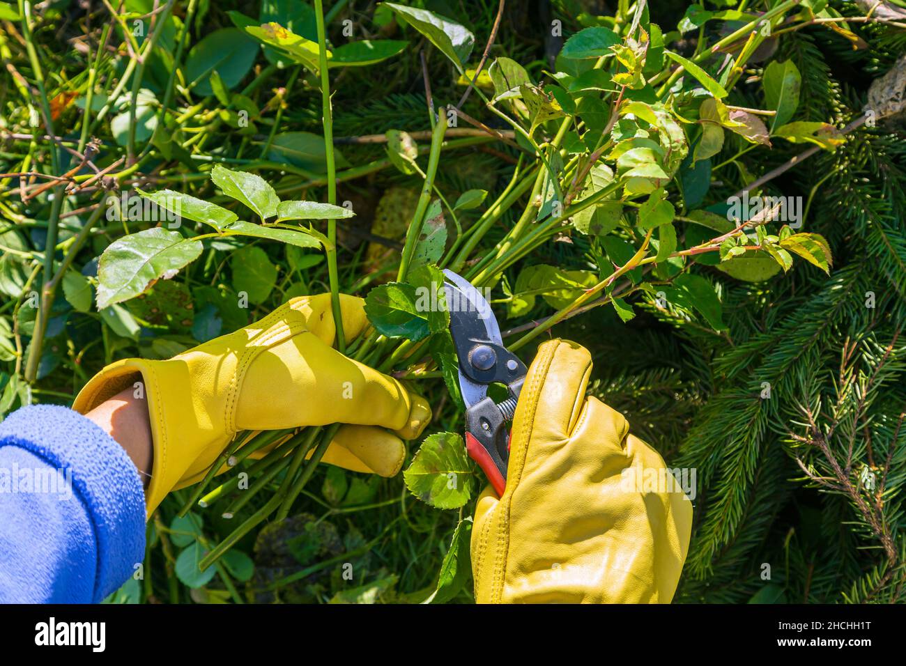 Pruning rose bushes in the fall. Garden work. The pruner in the hands