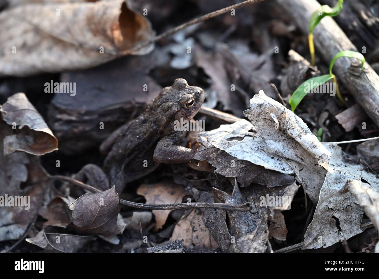 toad in the foliage Stock Photo