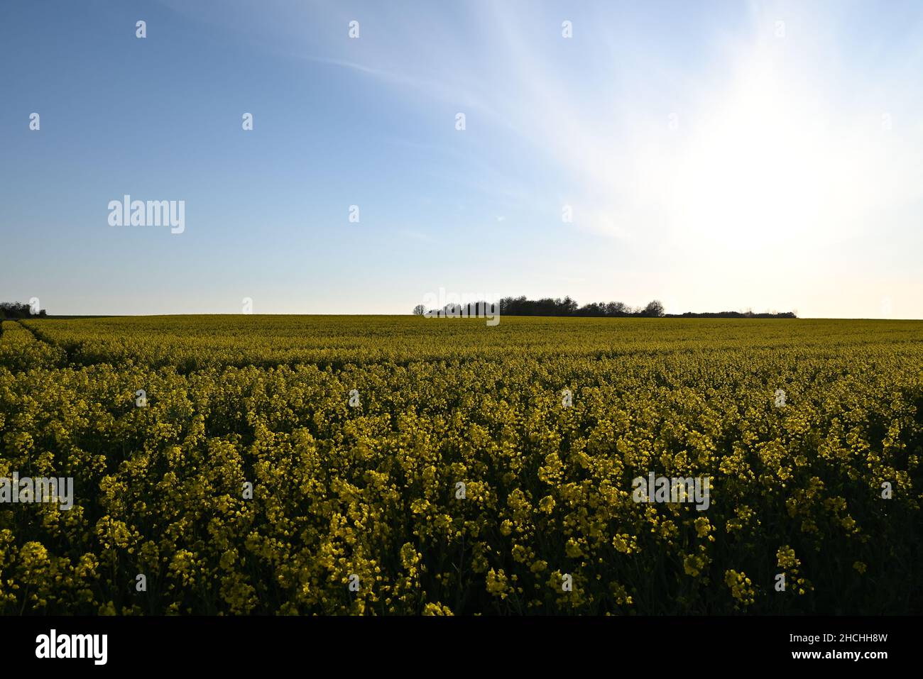 a rapeseed field in spring Stock Photo