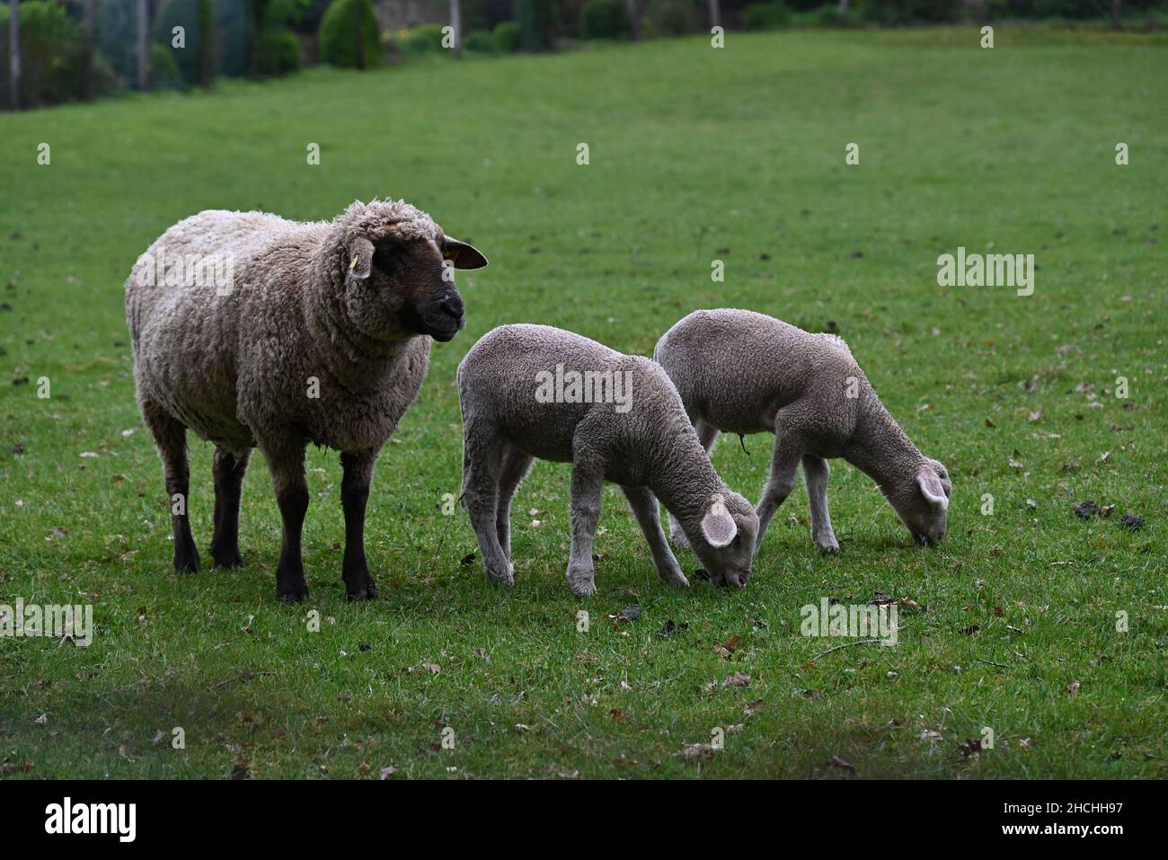 sheep family having dinner Stock Photo