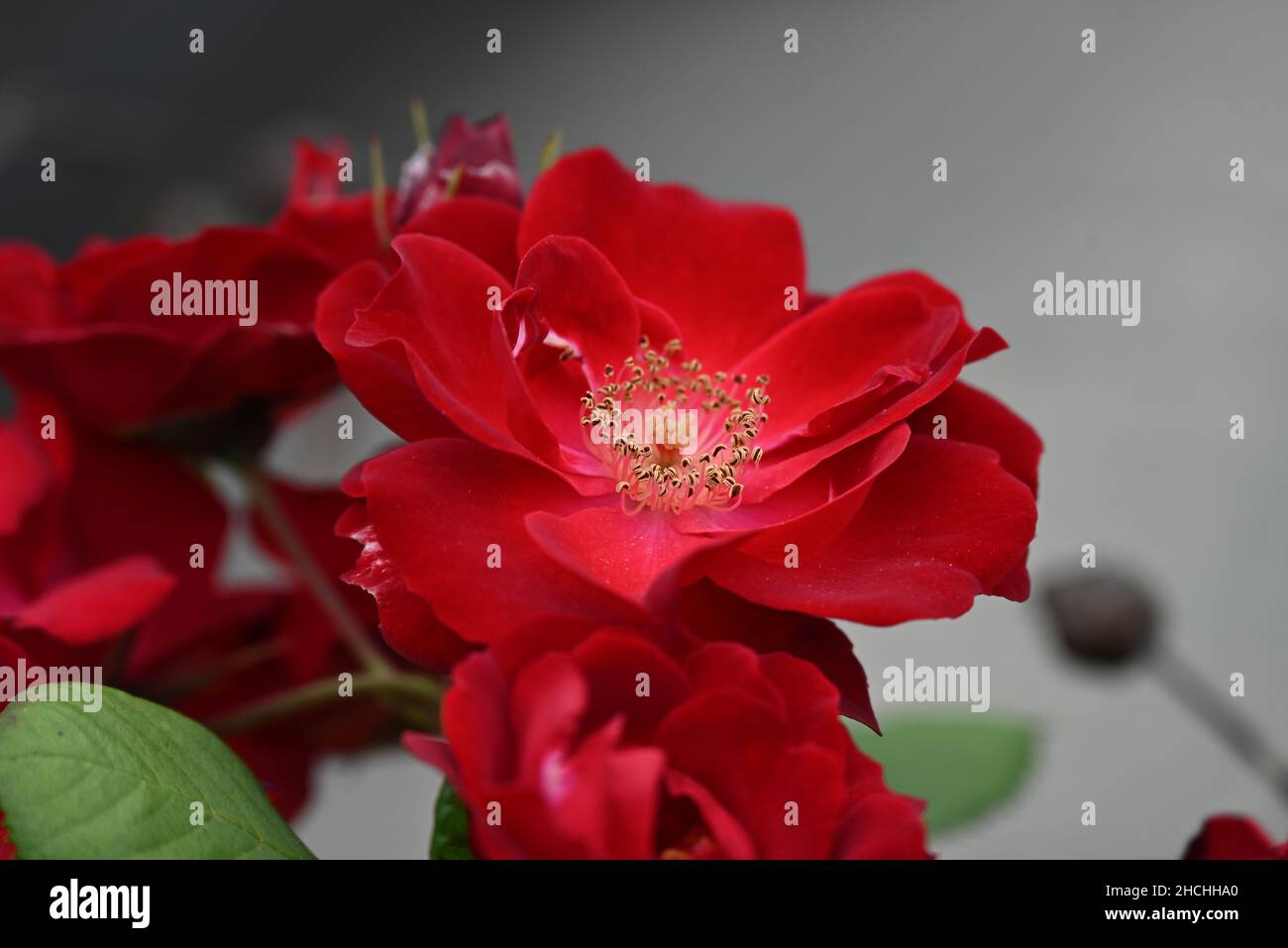 Wild red and perfekt Roses in Germany Stock Photo