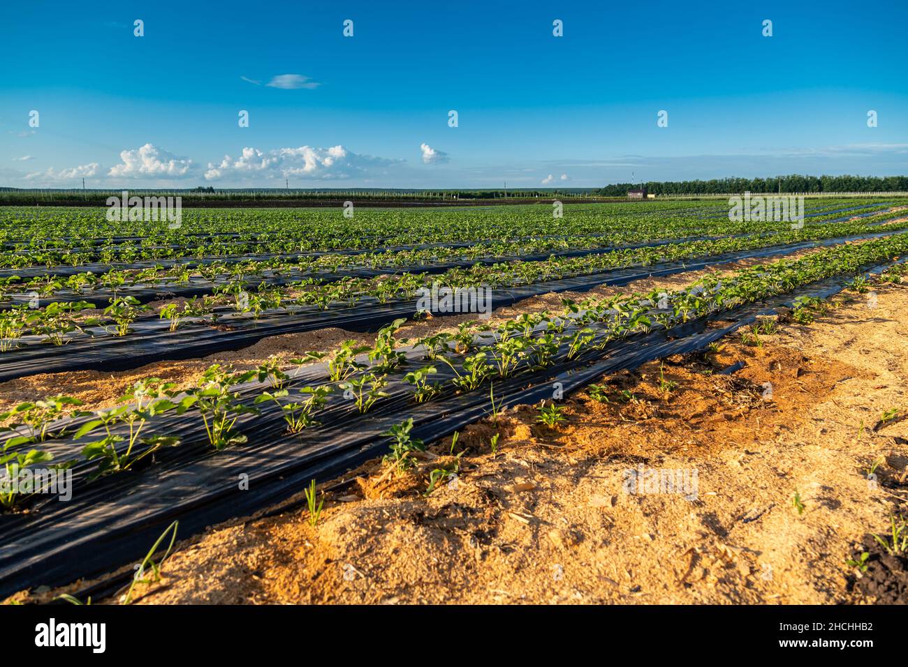 Plastic Mulch Cultivation High Resolution Stock Photography and Images