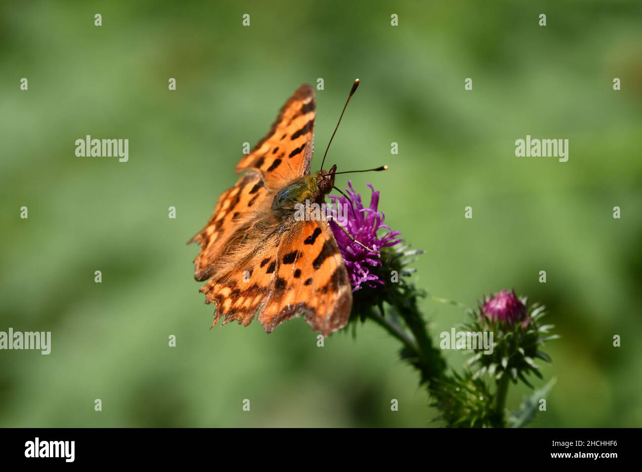 butterfly on a flower Stock Photo