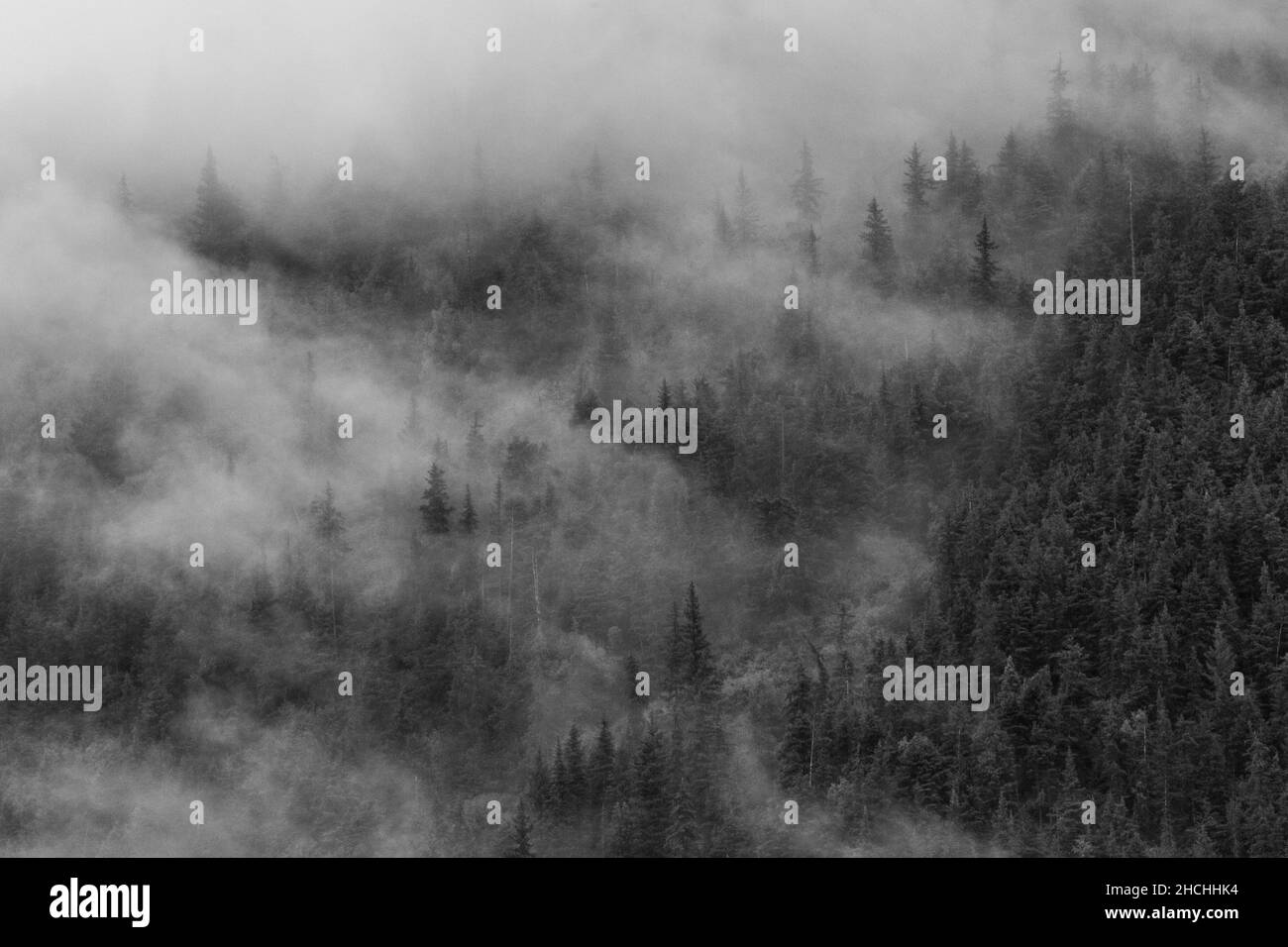 Beautiful foggy forest aerial scene hi-res stock photography and images ...