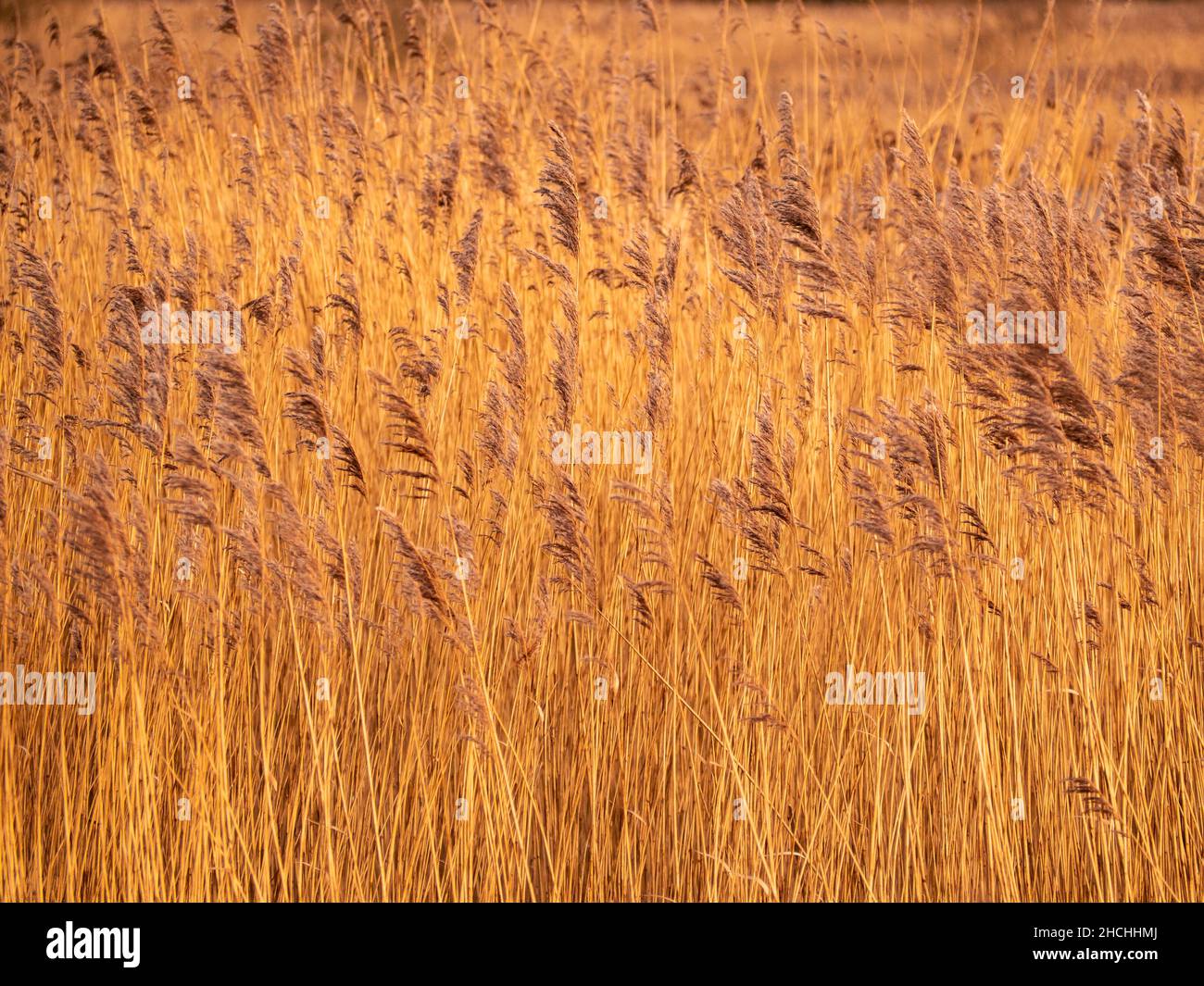 Golden winter reeds in a dense reed bed Stock Photo