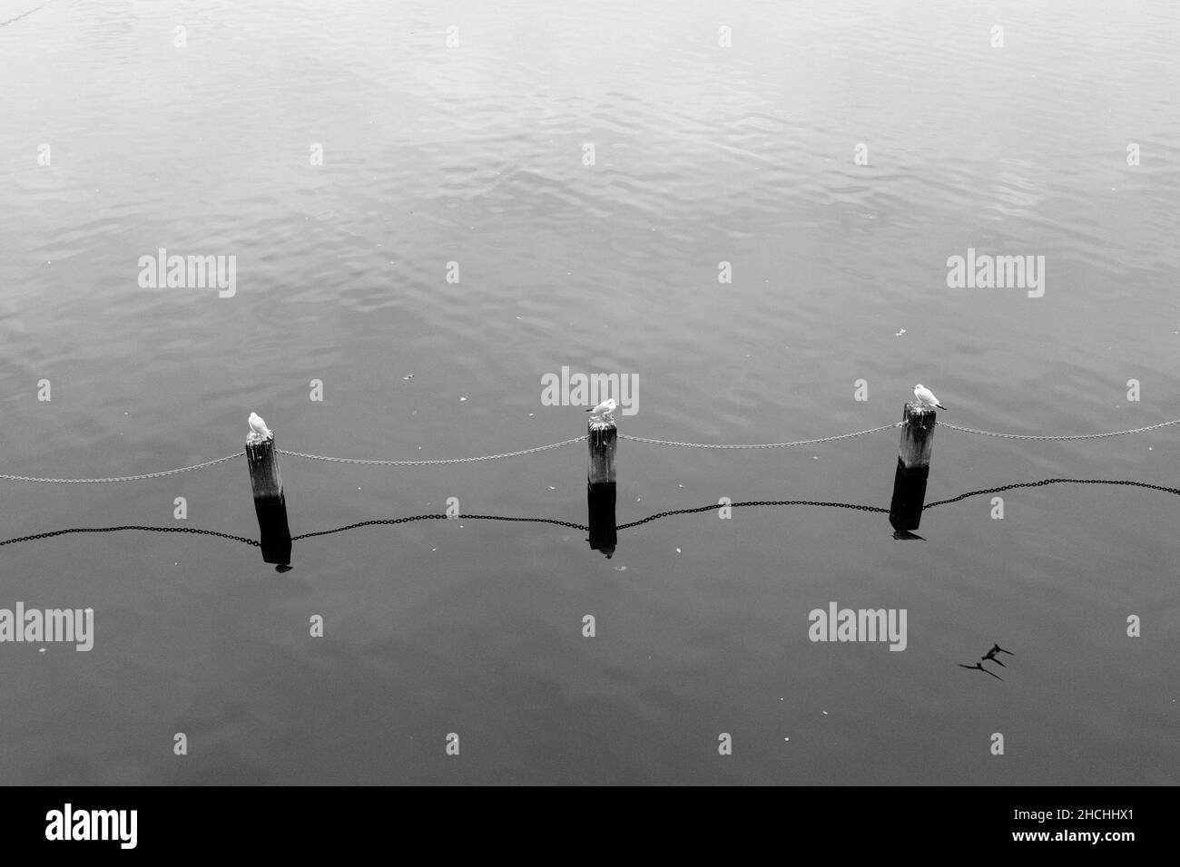 abstract view of 3 birds perched on 3 posts linked by a chain on a lake. in black and white with no distractions just water and reflections Stock Photo