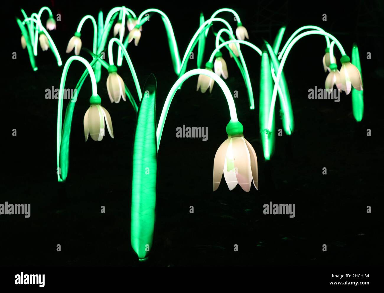 Snowdrop Lanterns from the Heligan Night Garden Stock Photo