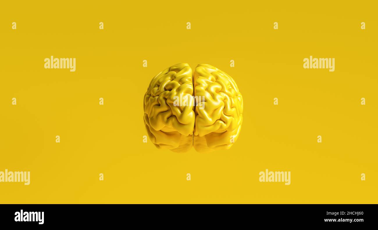 yellow human brain against yellow background Anatomical Model on floor