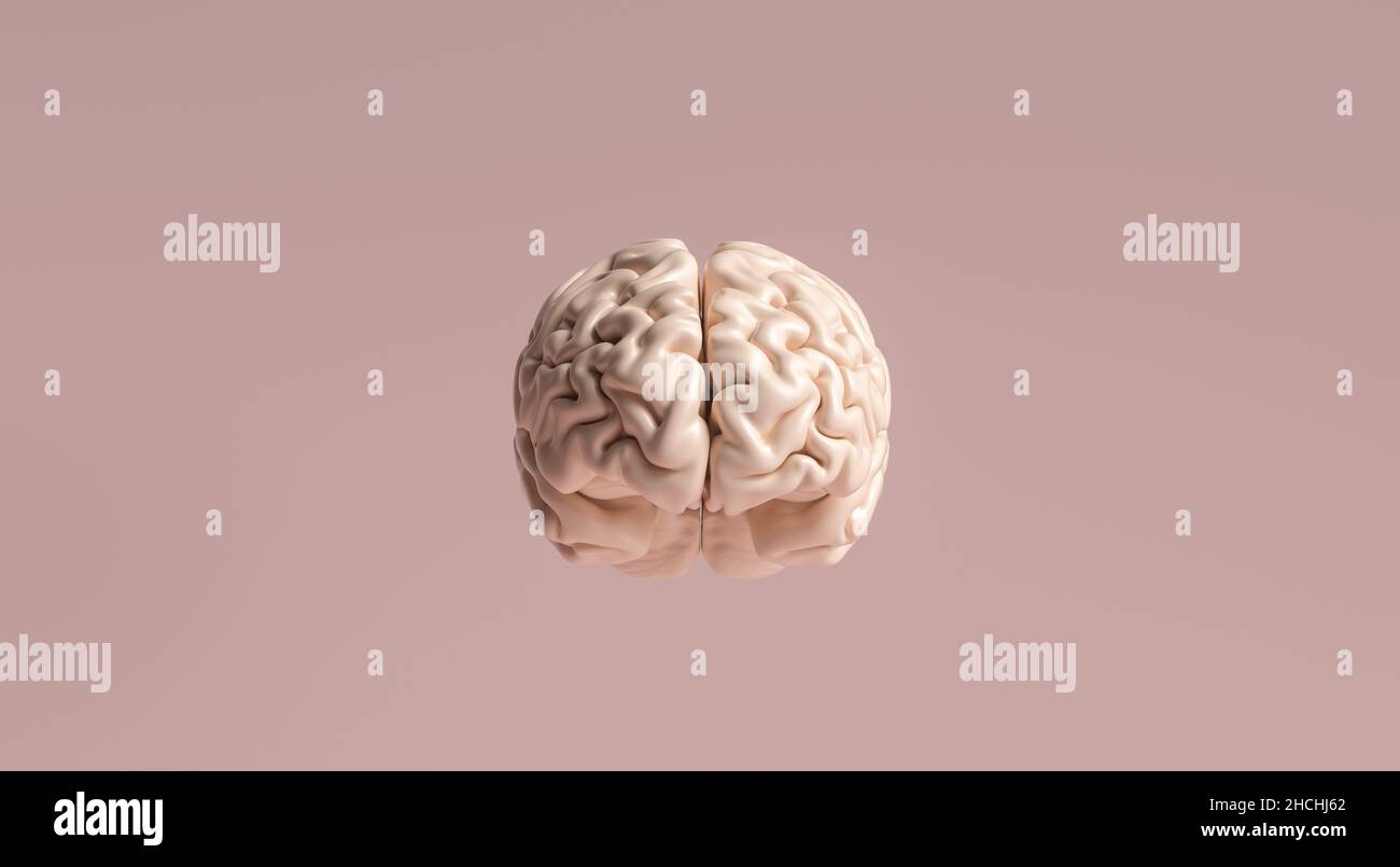 Human brain Anatomical Model Stock Photo