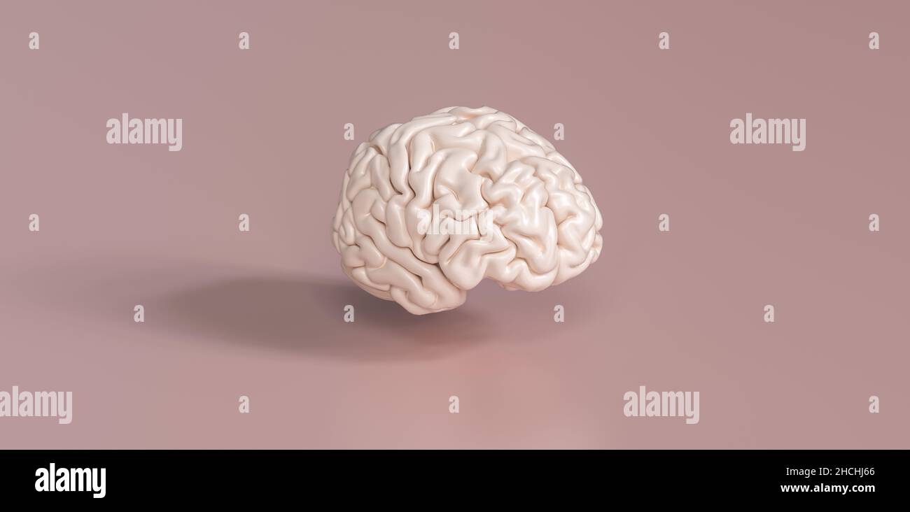 Human brain Anatomical Model, medical concept image Stock Photo Alamy