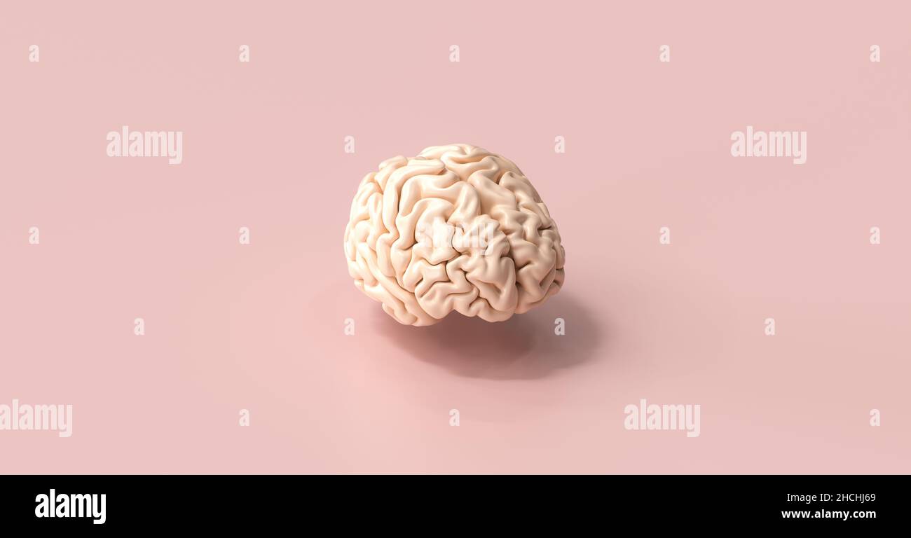 Human brain Anatomical Model on floor Stock Photo