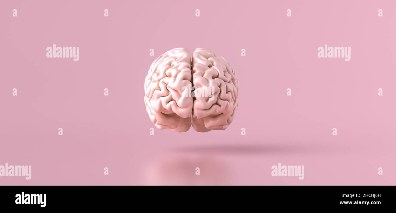 Human brain Anatomical Model, front view Stock Photo - Alamy