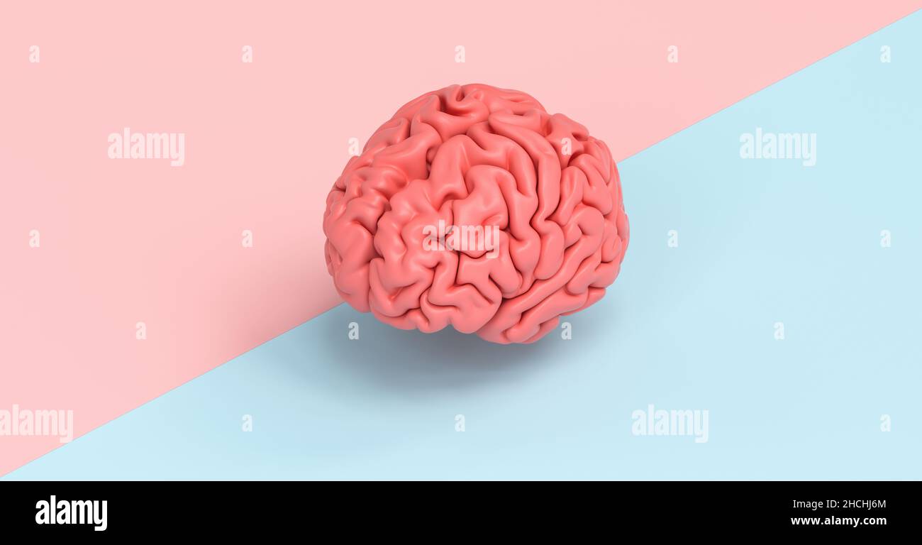 Human brain against a tow side ground, concept image for feminism and woman rights Stock Photo