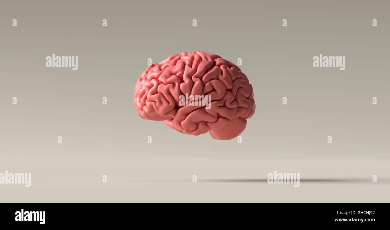 Human brain Anatomical Model on floor Stock Photo
