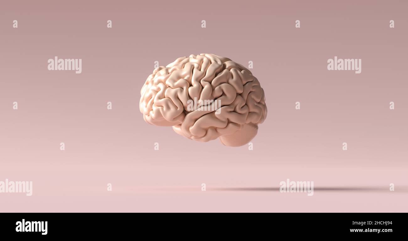 human brain Anatomical Model on floor Stock Photo