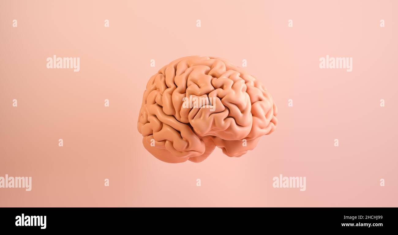 Human brain Anatomical Model. Medical concept image Stock Photo Alamy